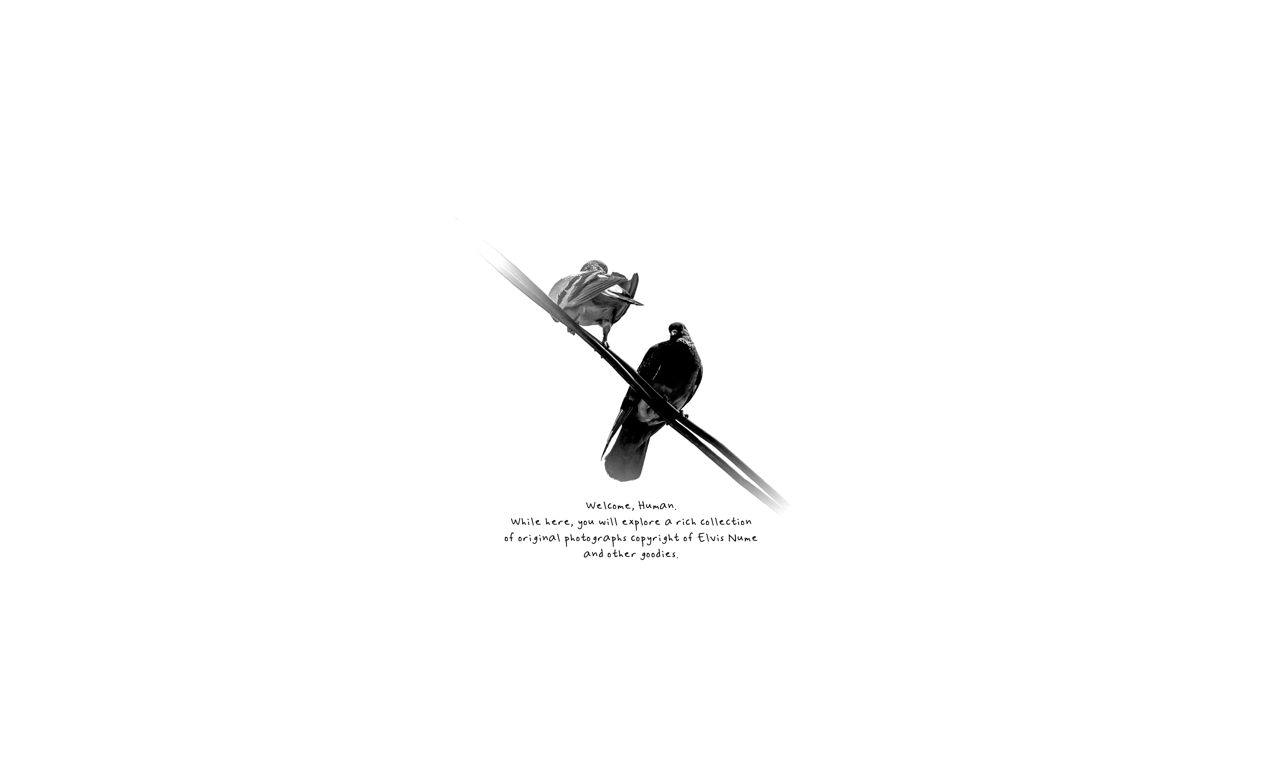 elvisnume-welcome-photograph-text