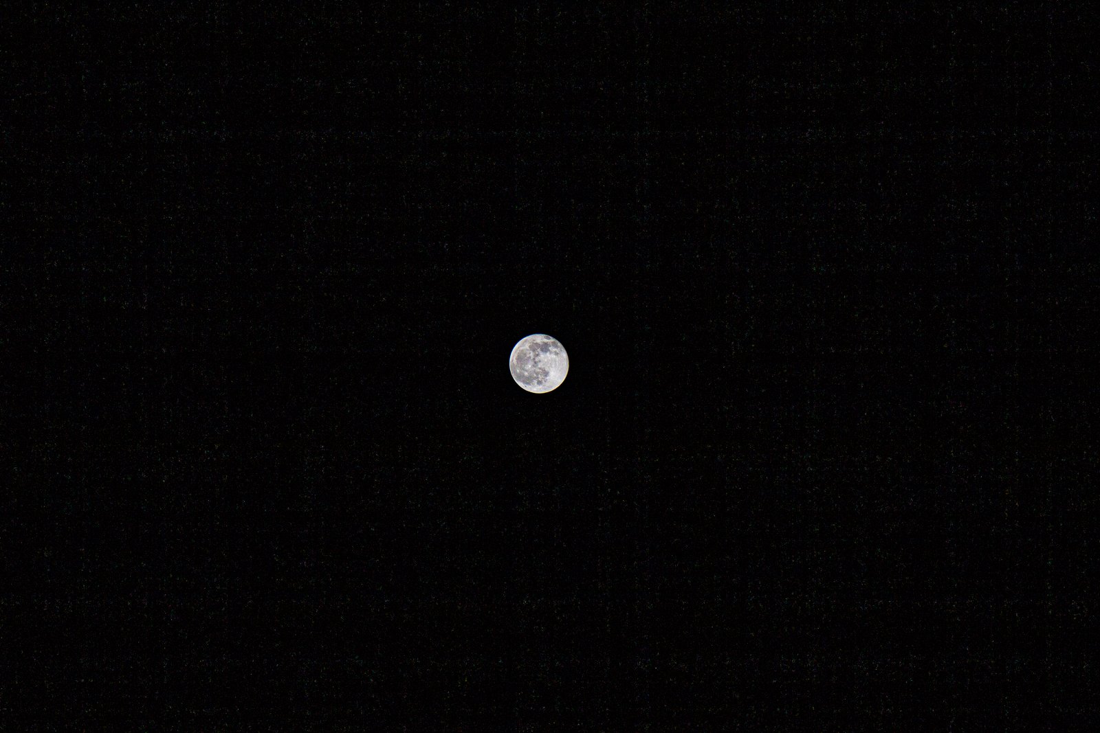 MOON ELVIS NUME 2
